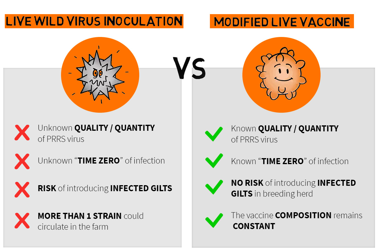 PRRS live wild virus inoculation vs immunisation of the replacement animals through vaccination with modified live vaccines.