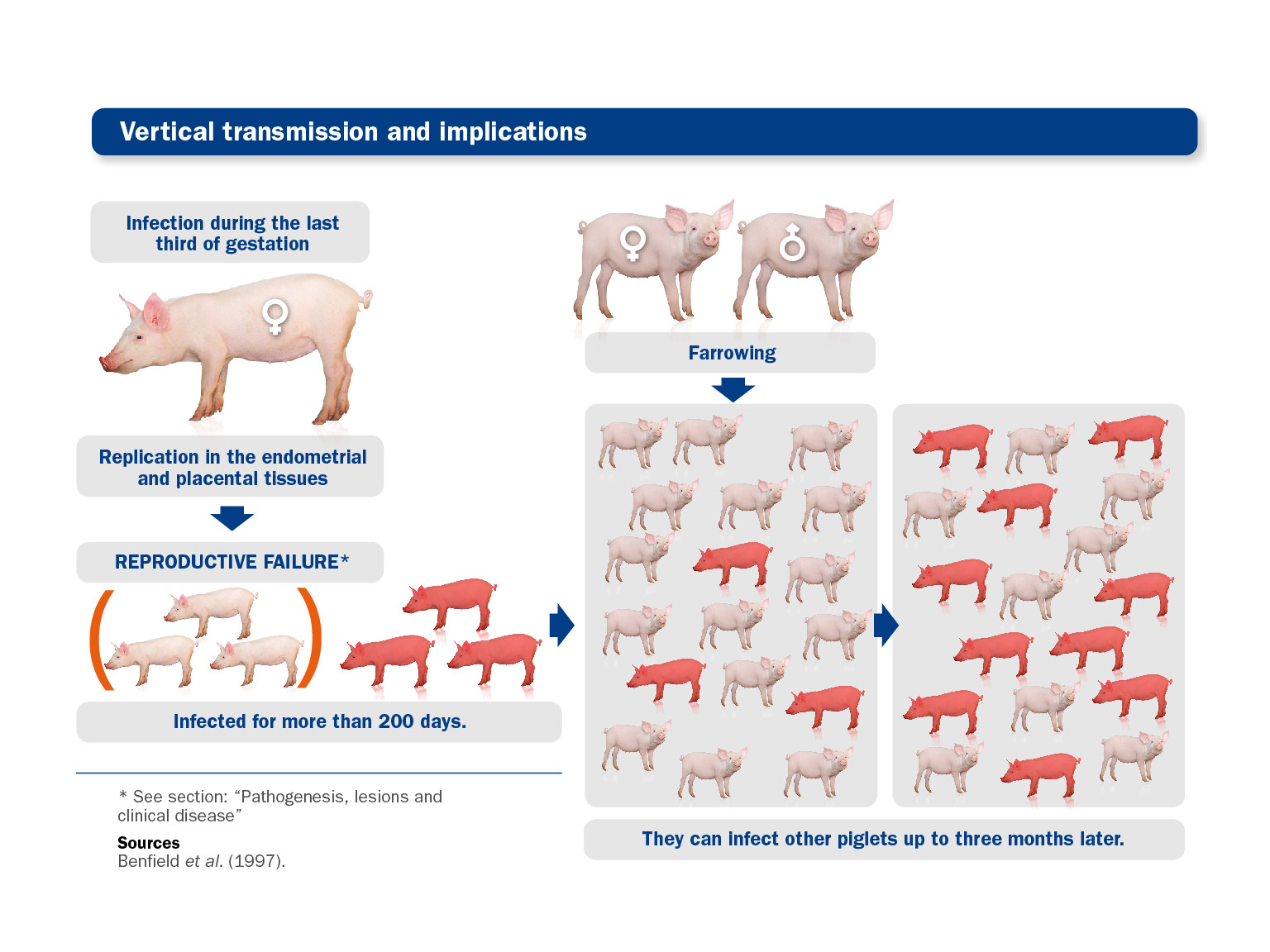 Infographic explaining PRRSv vertical transmission in pig farms and its implications