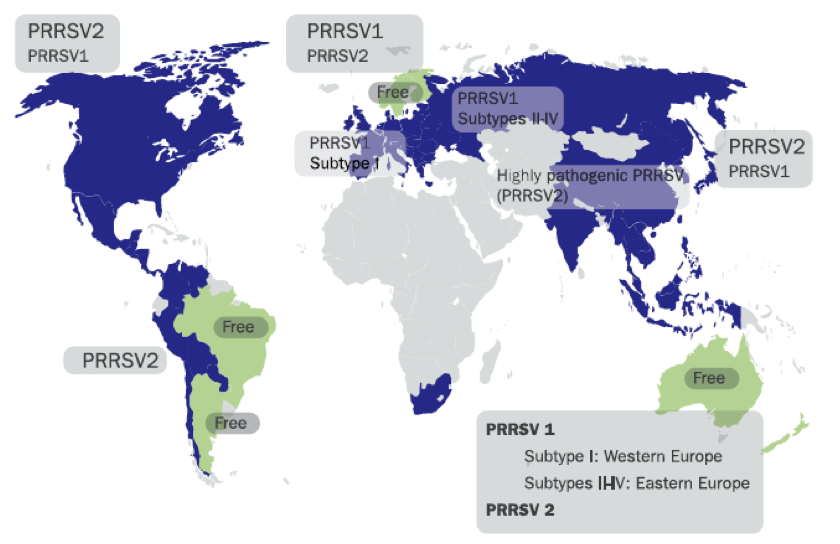 PRRSv global distribution in pig heards (2019)