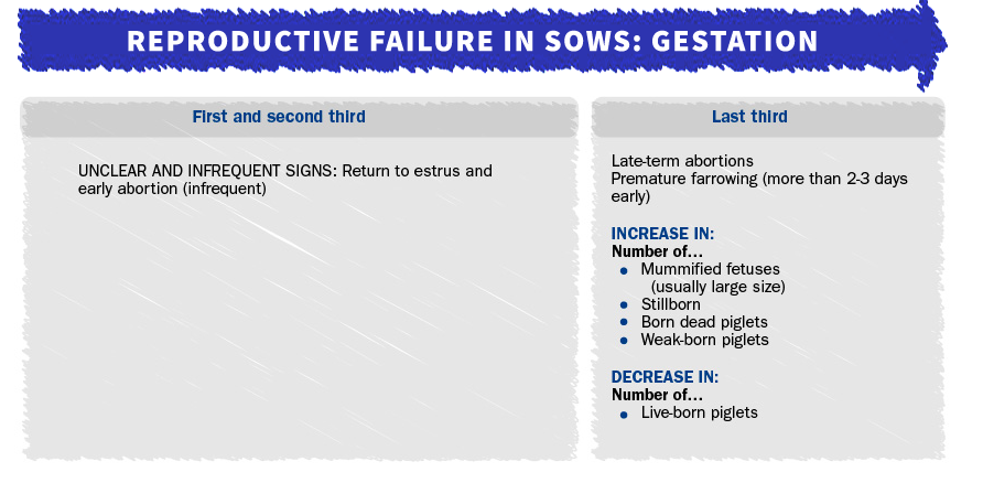 Reproductive failure in sows due to PRRSv
