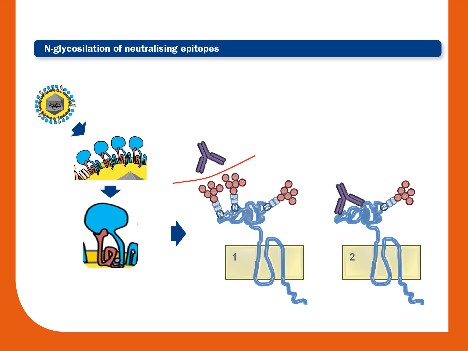 N-glycosilation of neutralising epitopes