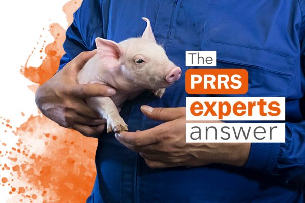 prrs disease experts blog