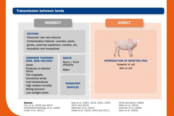 Can PRRSV be transmitted to pigs through the consumption of meat from positive animals?