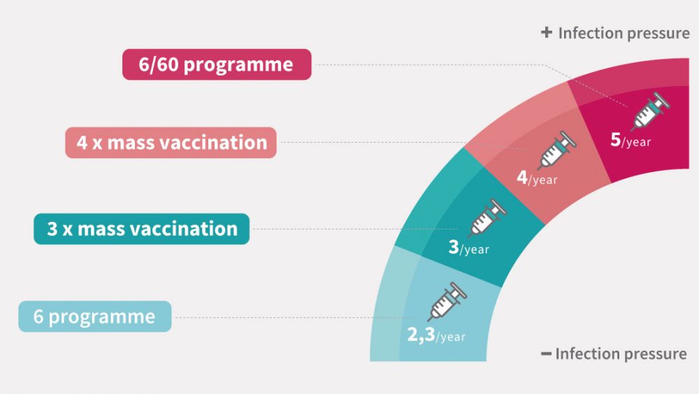 Programas de vacunación contra el PRRS para cerdas
