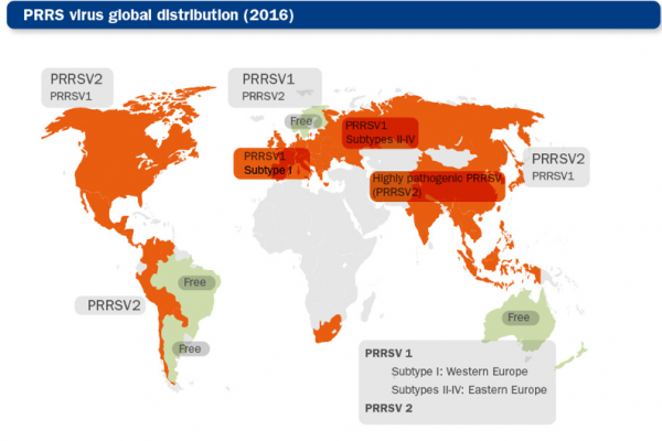PRRS virus global distribution map (PRRSV1 and PRRSV2 strains)