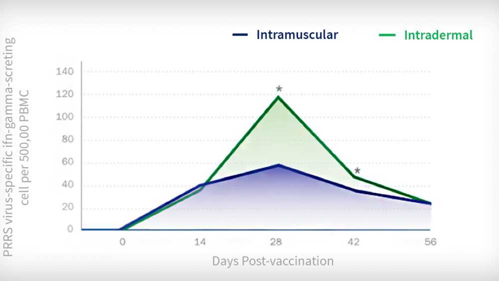PRRS vaccination - Intradermal vs Intramuscular route