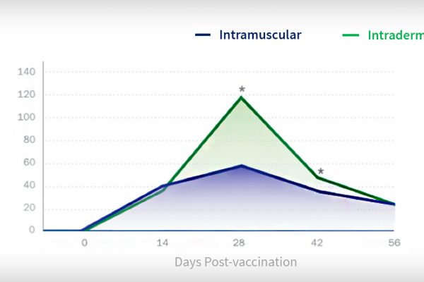 Vacunación contra el PRRS - vía intradérmica frente a vía intramuscular