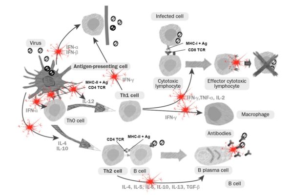 Desregulación inmunitaria del virus del PRRS sobre la inmunidad innata y adaptativa