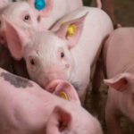 Vaccination of piglets against PRRS: why, when, and how