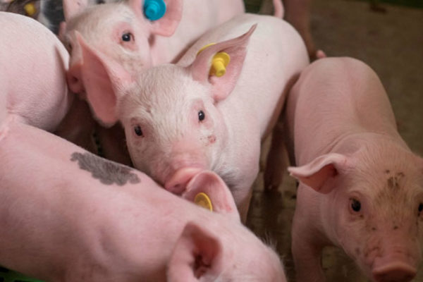 Vaccination of piglets against PRRS: why, when, and how