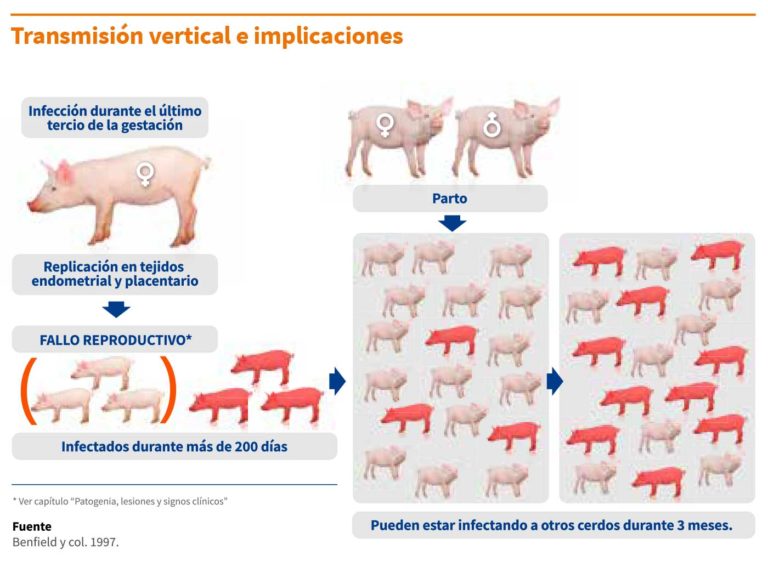 Transmisión Dentro De La Granja Del Virus Prrs Prrs Control 8069