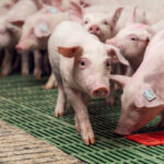 When to vaccinate piglets with a PRRS modified live vaccine?