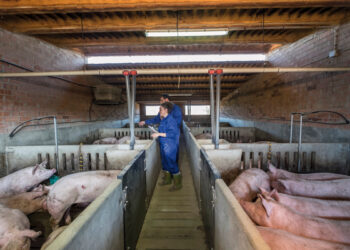 In an outbreak of PRRS with clinical symptoms, are modified live vaccines recommended?