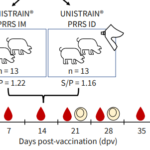 How does Unistrain® PRRS work in vaccinating piglets with high levels of maternal derived antibodies?