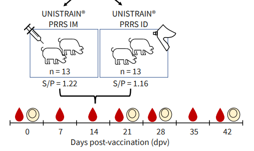 How does Unistrain® PRRS work in vaccinating piglets with high levels of maternal derived antibodies?