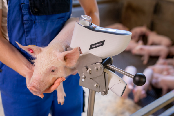 Why is the percentage of piglets’ vaccination against PRRS virus increasing?