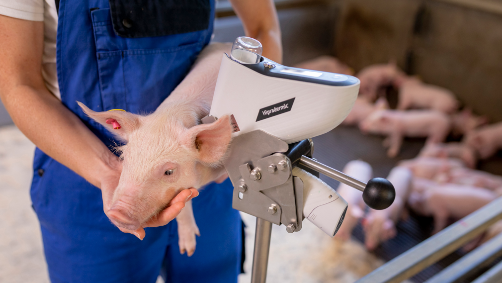 piglets vaccination