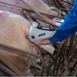 Can PRRSV1 Modified-Live vaccines be effective against PRRSV2?