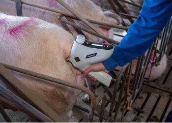 How to immunize a sow herd during a PRRS outbreak?