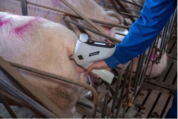 How to immunize a sow herd during a PRRS outbreak?