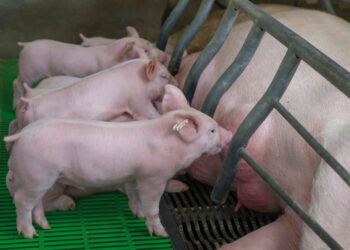 Vaccination of piglets with PRRSV-MLV promotes long-term reduction of mortality in nursery
