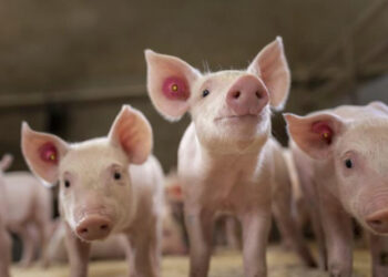 Keys for controlling the impact of Porcine Reproductive and Respiratory Syndrome virus